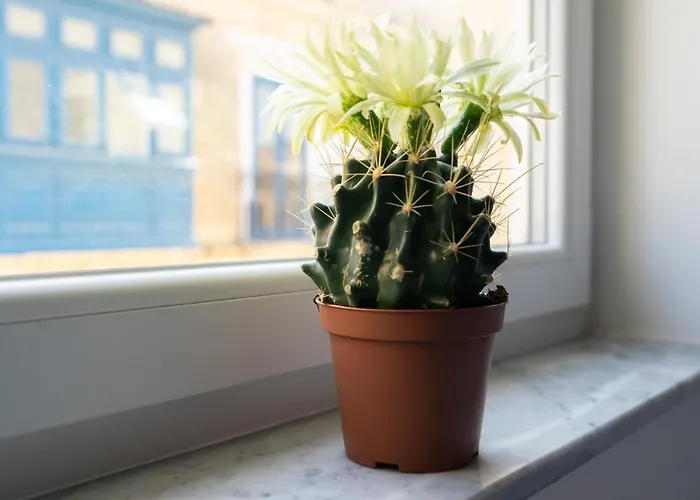 Hotel de apartamente Marina